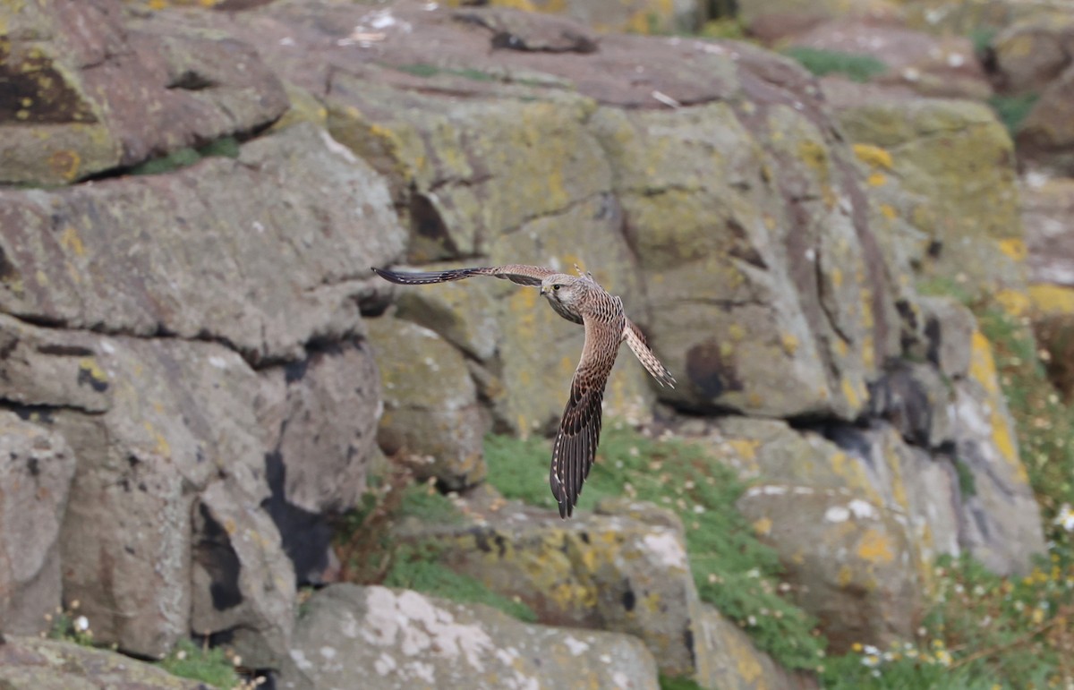 Eurasian Kestrel - Simon Pinder