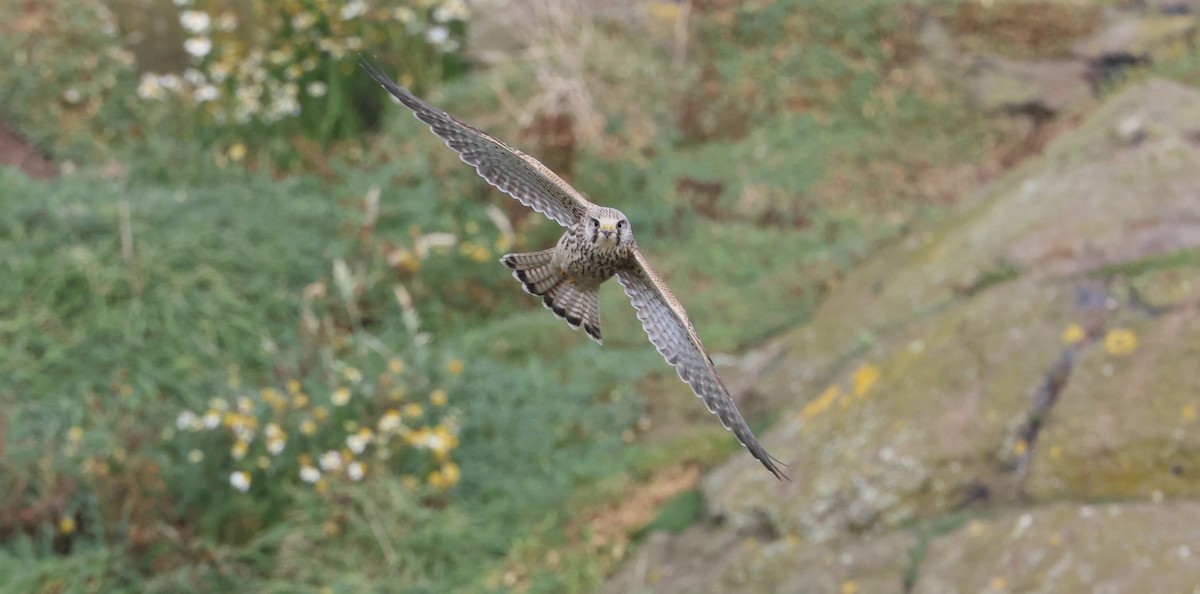 Eurasian Kestrel - ML624581086