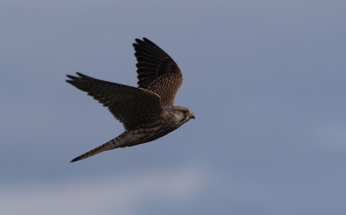 Eurasian Kestrel - ML624581087