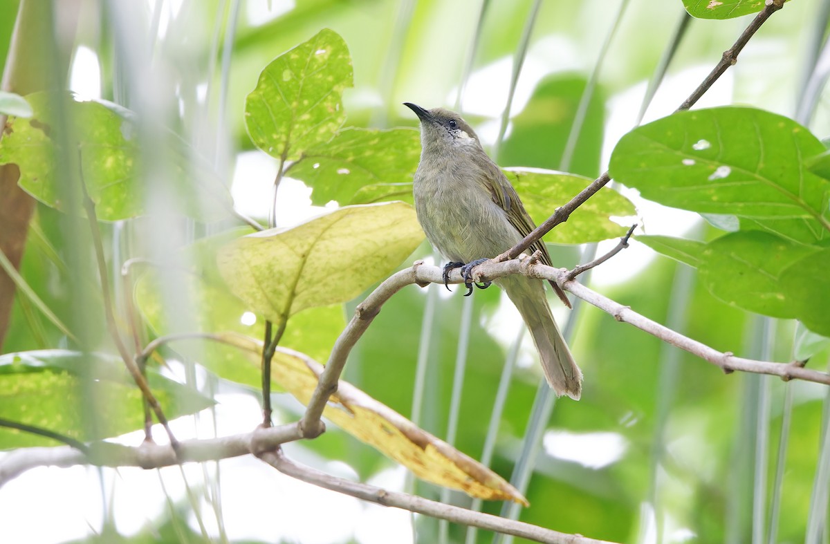 Olive Honeyeater - ML624581088