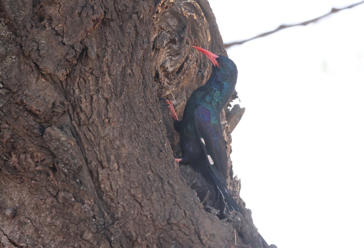 Green Woodhoopoe - ML624581089