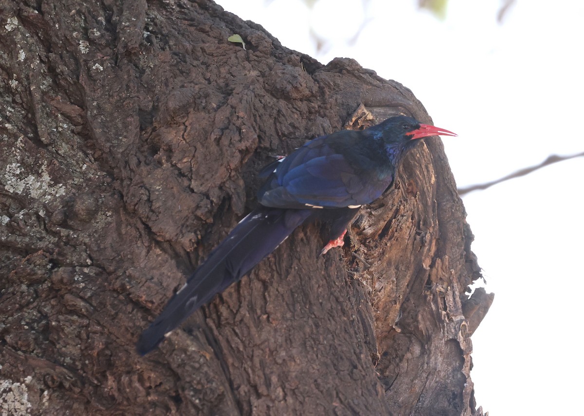 Green Woodhoopoe - ML624581090