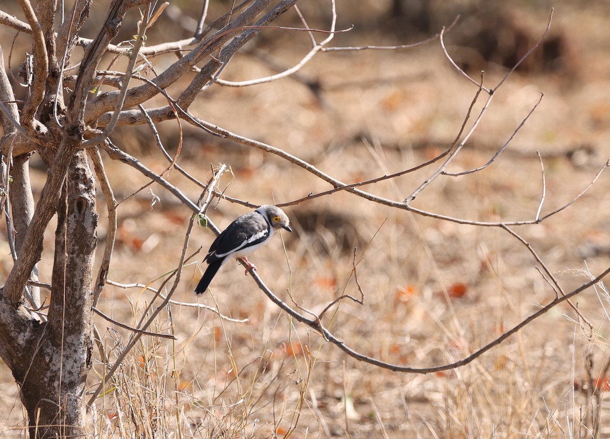 White Helmetshrike - ML624581099