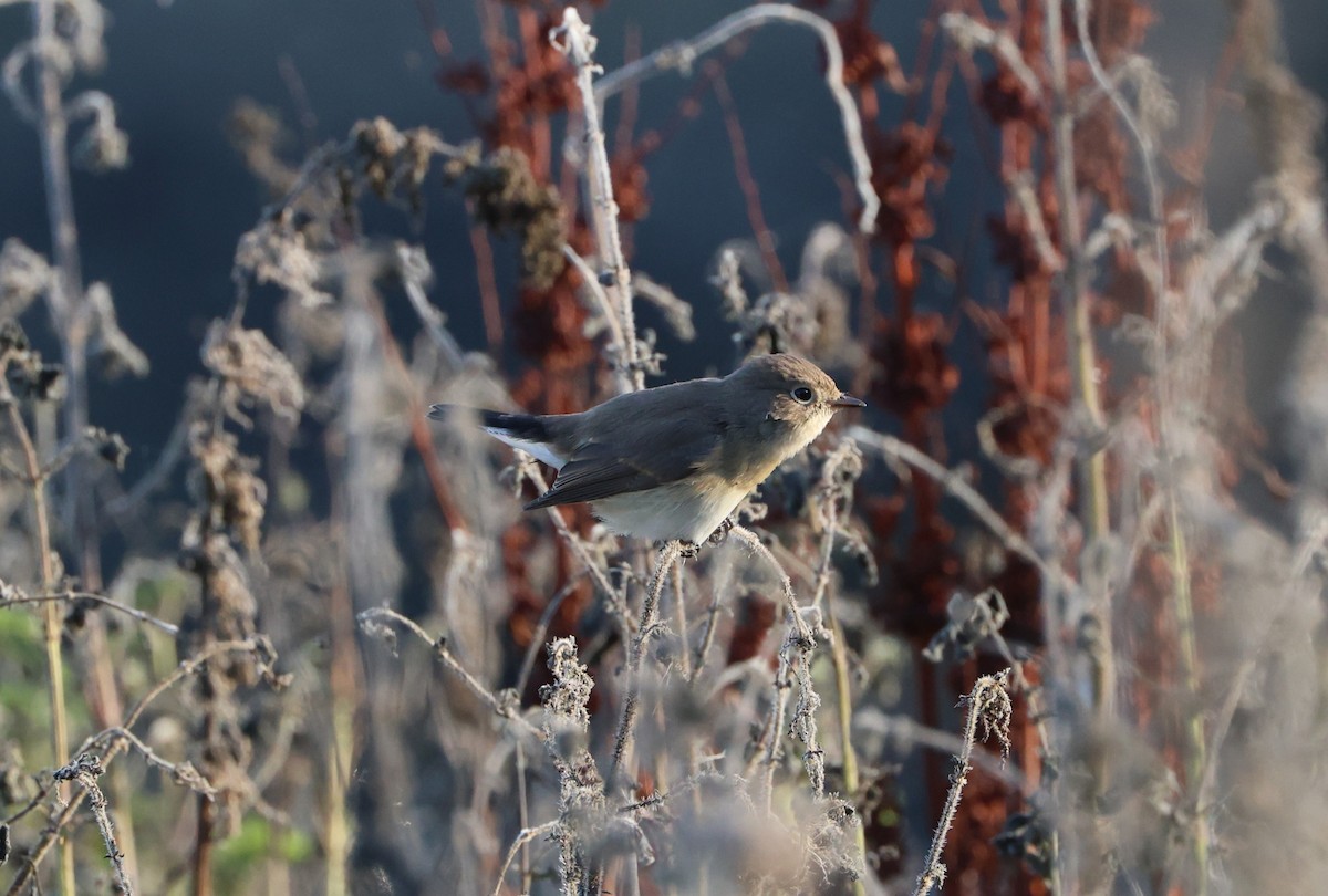 Red-breasted Flycatcher - ML624581109