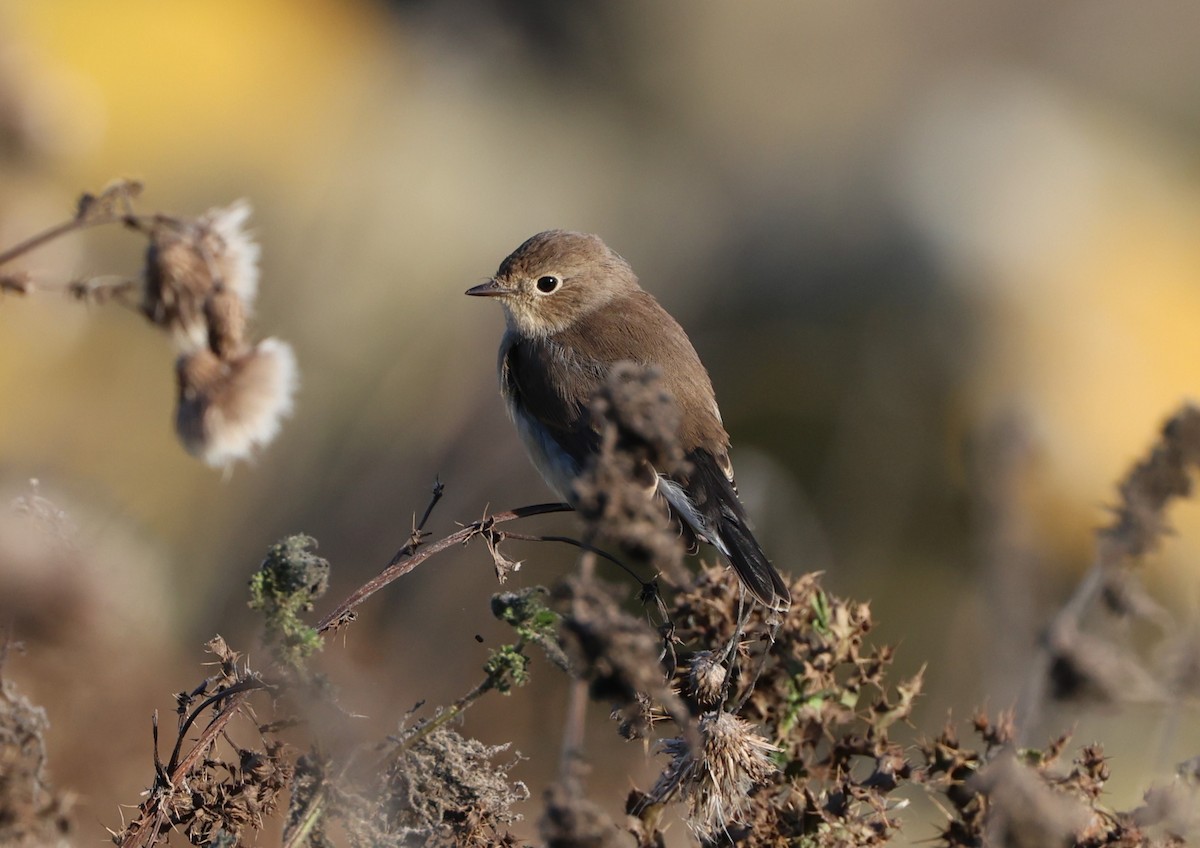 Red-breasted Flycatcher - ML624581110