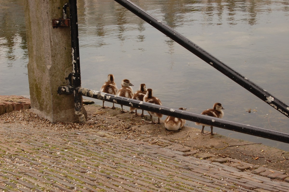 Egyptian Goose - ML624581113