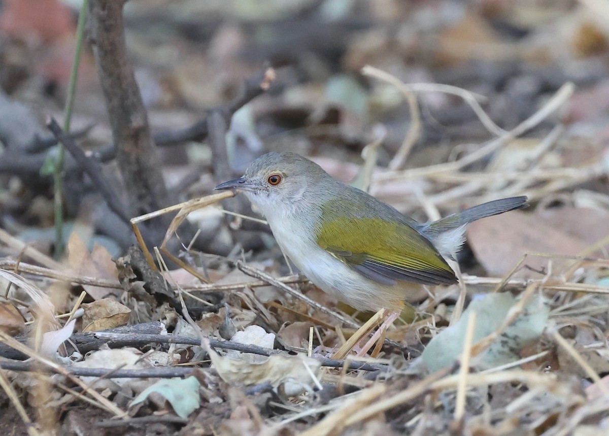 Green-backed Camaroptera - ML624581117