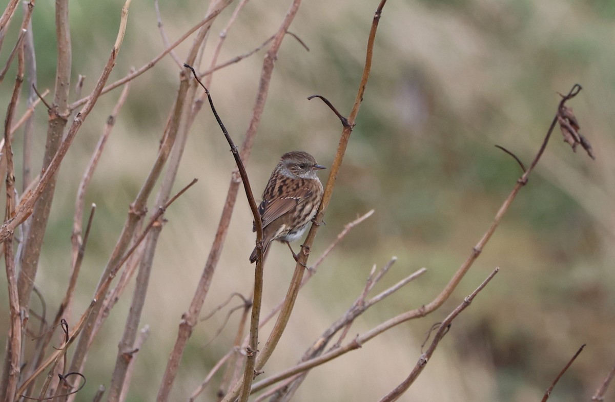 Dunnock - ML624581118