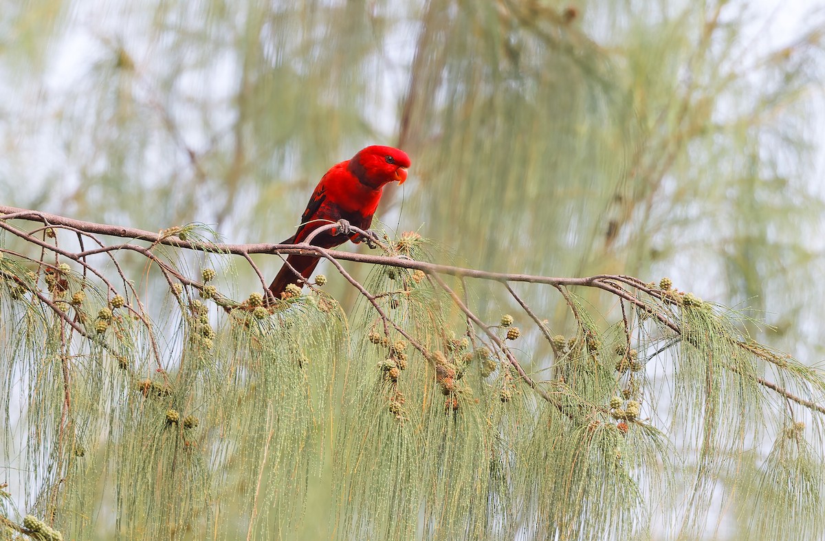 Violet-necked Lory - ML624581120