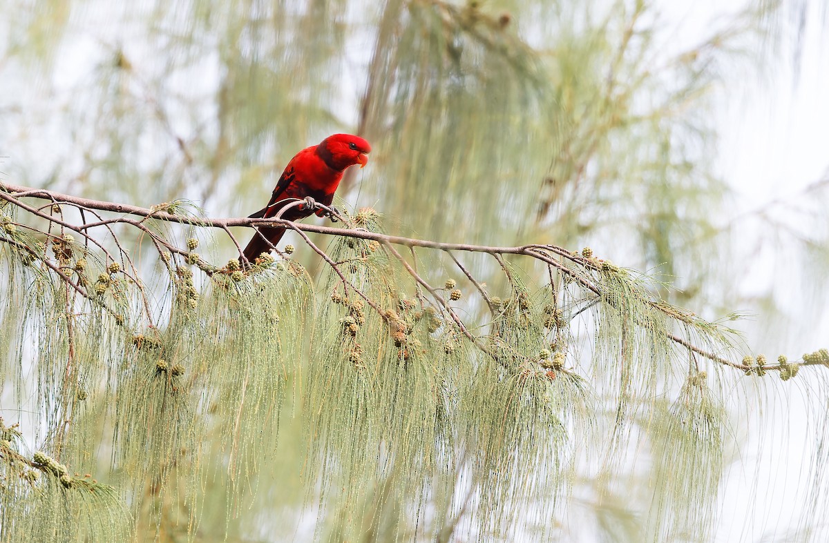 Violet-necked Lory - ML624581122