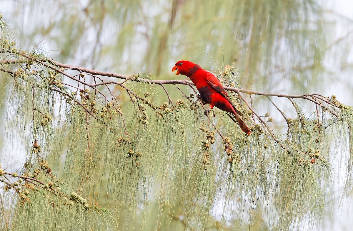 Violet-necked Lory - ML624581123