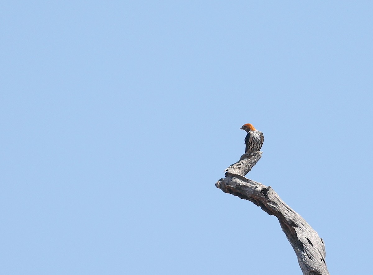 Lesser Striped Swallow - ML624581124