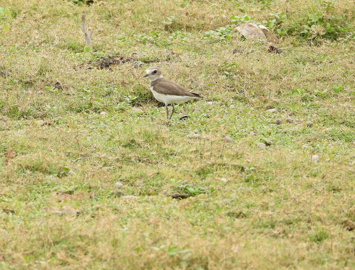 Little Stint - ML624581125