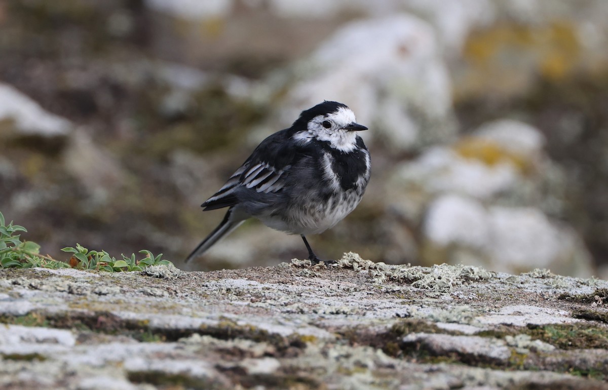 White Wagtail - ML624581126