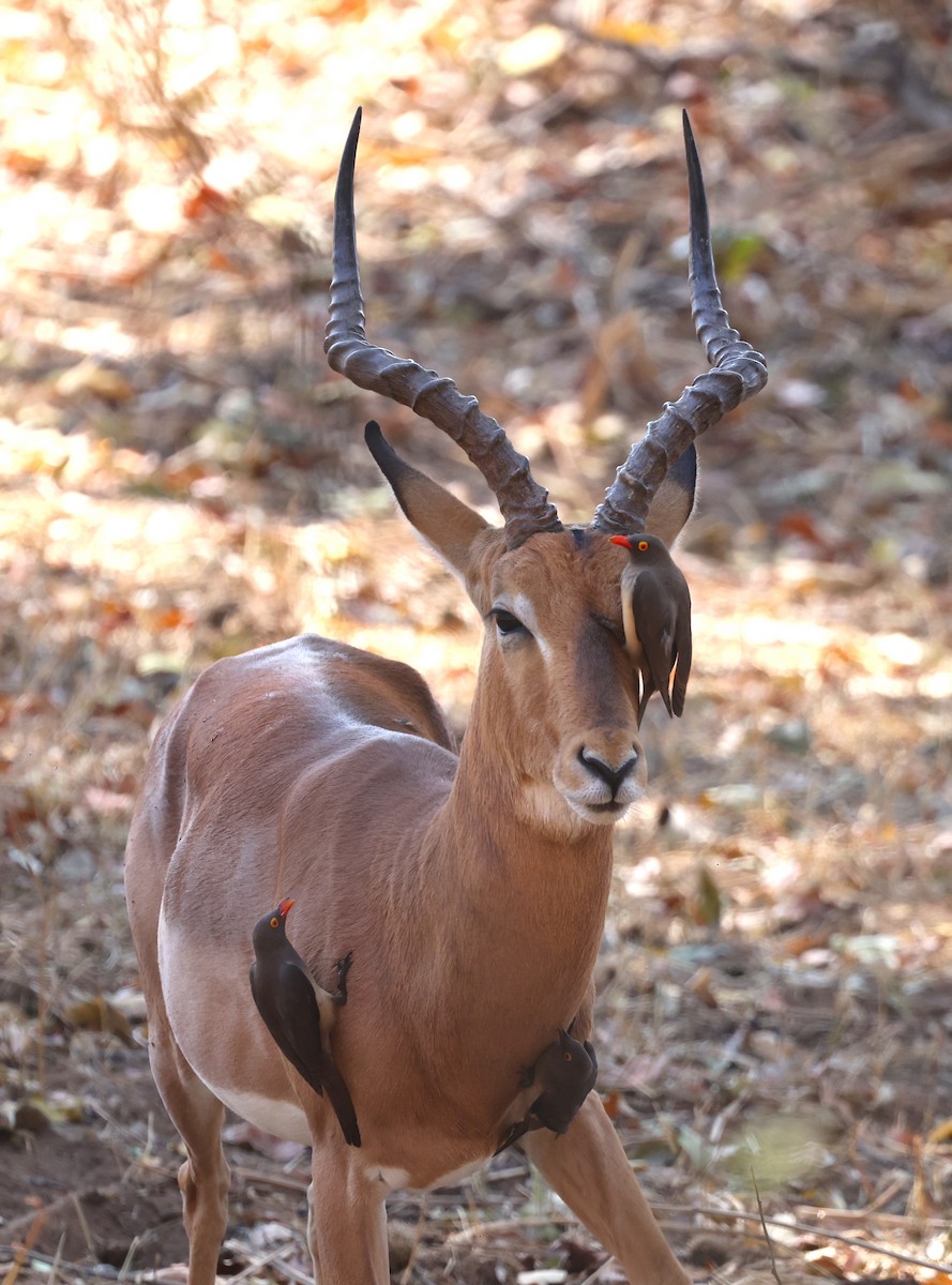 Red-billed Oxpecker - ML624581128