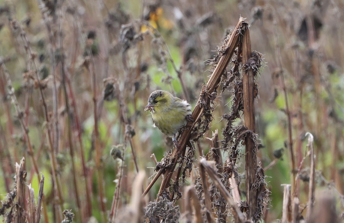 Eurasian Siskin - ML624581129