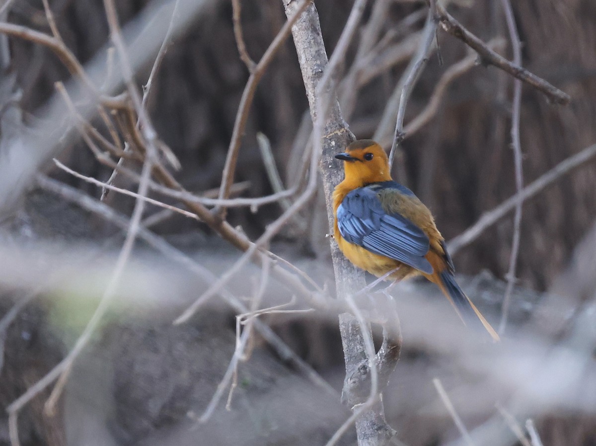 Red-capped Robin-Chat - ML624581130