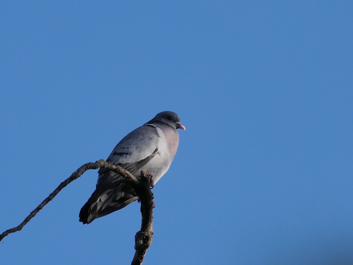 Stock Dove - ML624581131