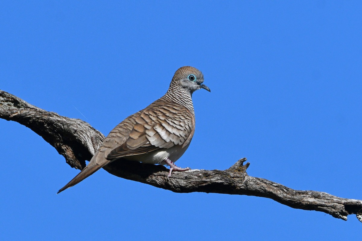 Peaceful Dove - ML624581132