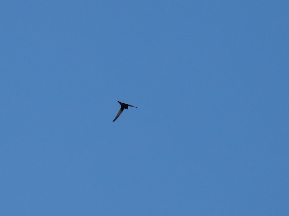 Common Swift - ML624581133