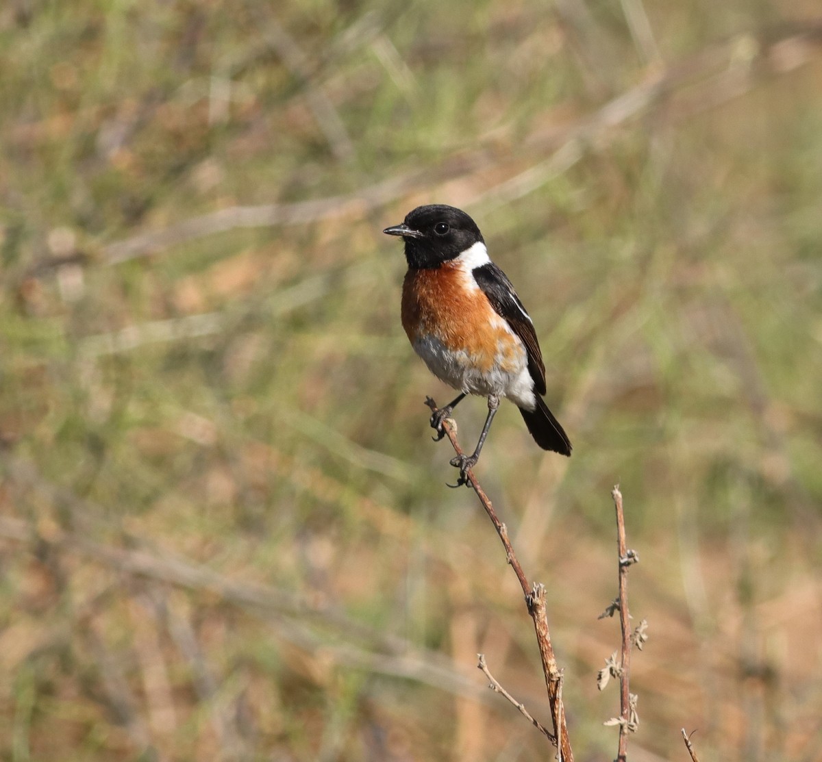 African Stonechat - ML624581134