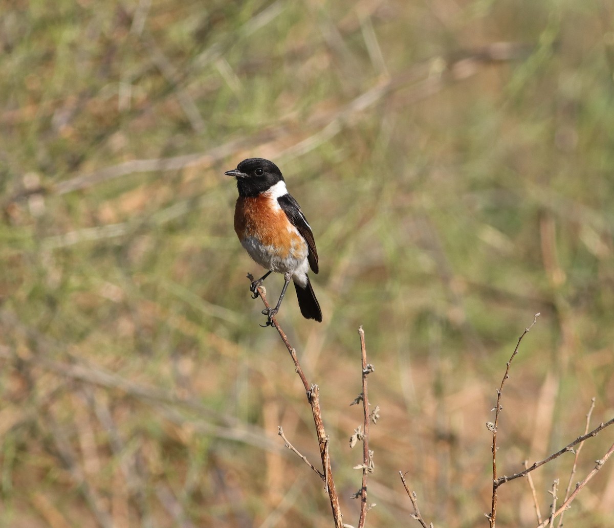 African Stonechat - Dawie de Swardt