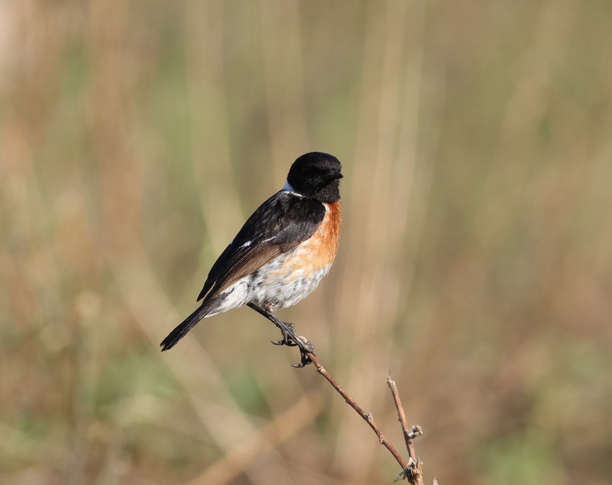 African Stonechat - ML624581136