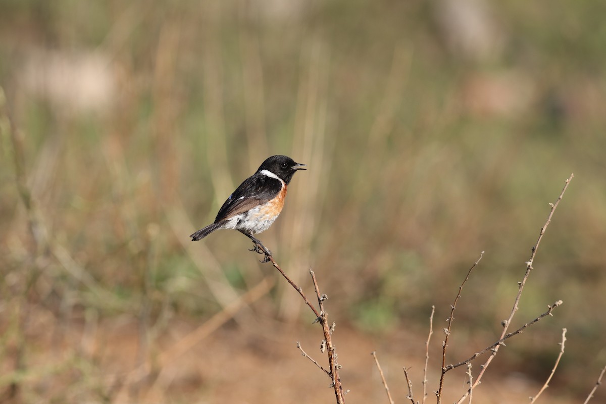 African Stonechat - ML624581137