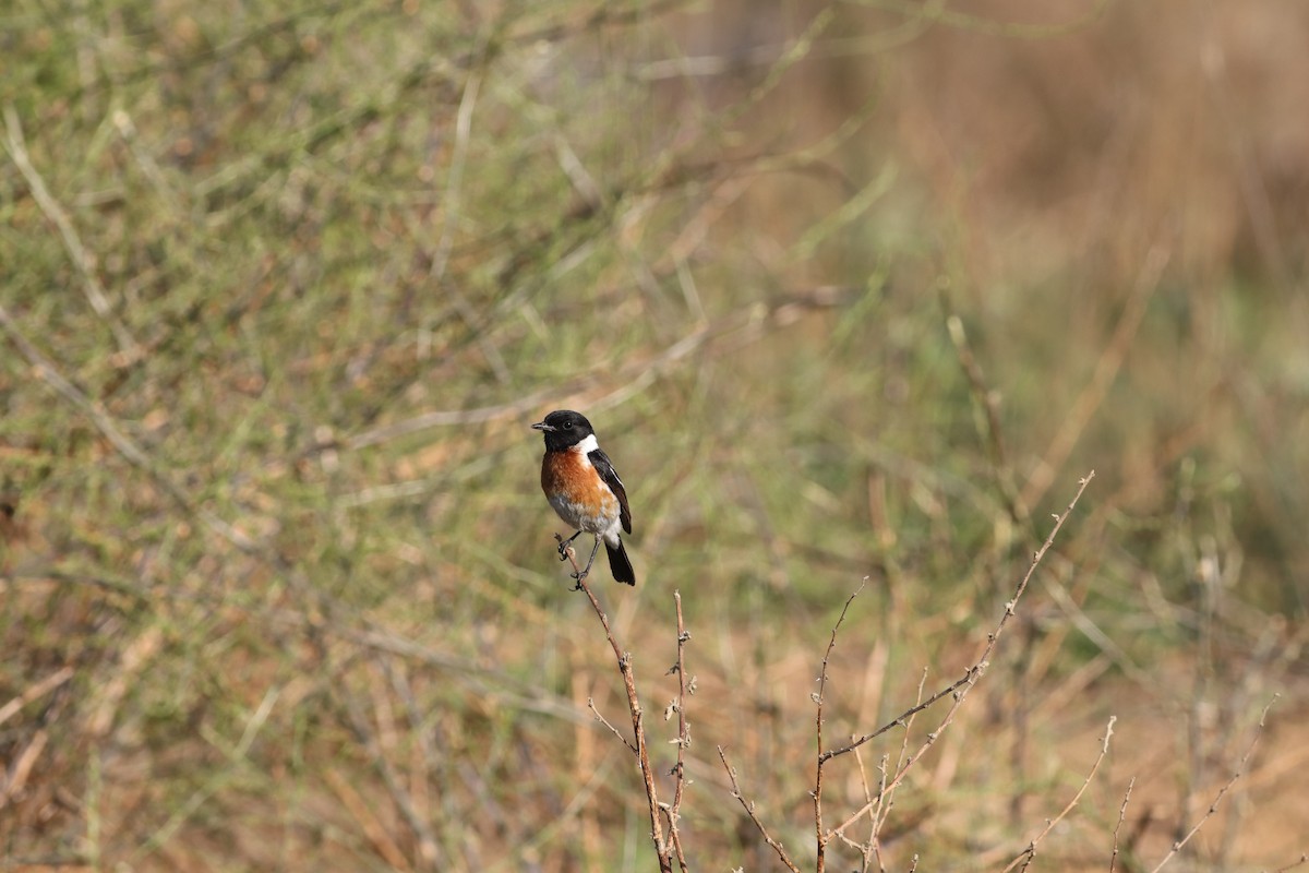 African Stonechat - ML624581138