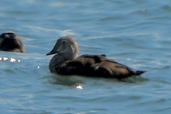 King Eider - ML624581141