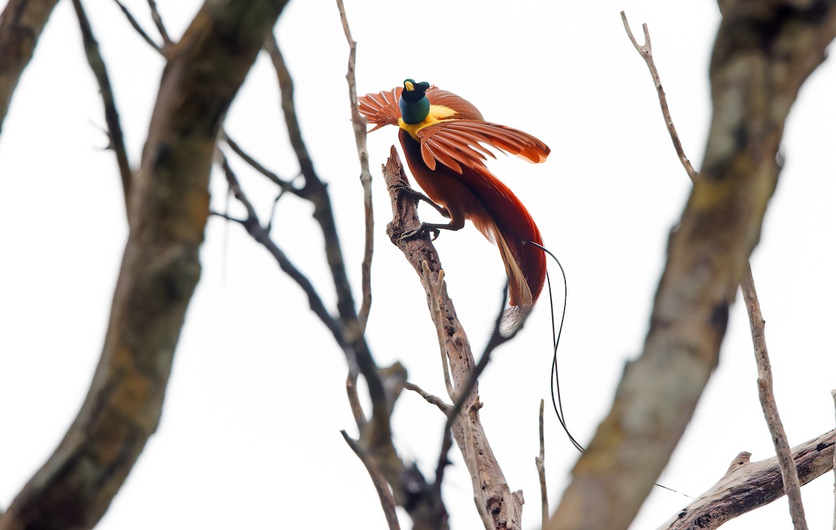 Red Bird-of-Paradise - Robert Hutchinson