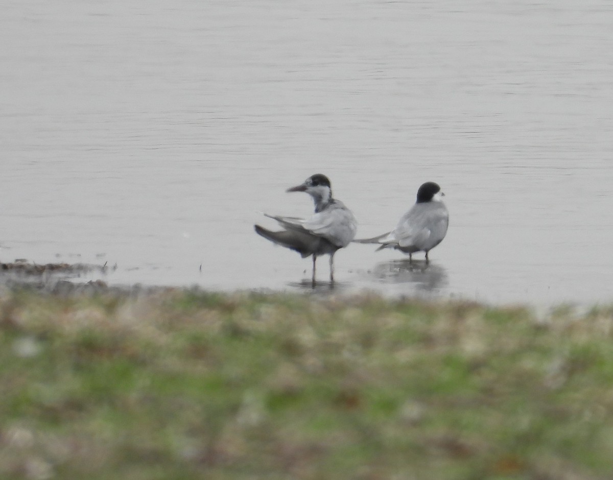 Whiskered Tern - ML624581152