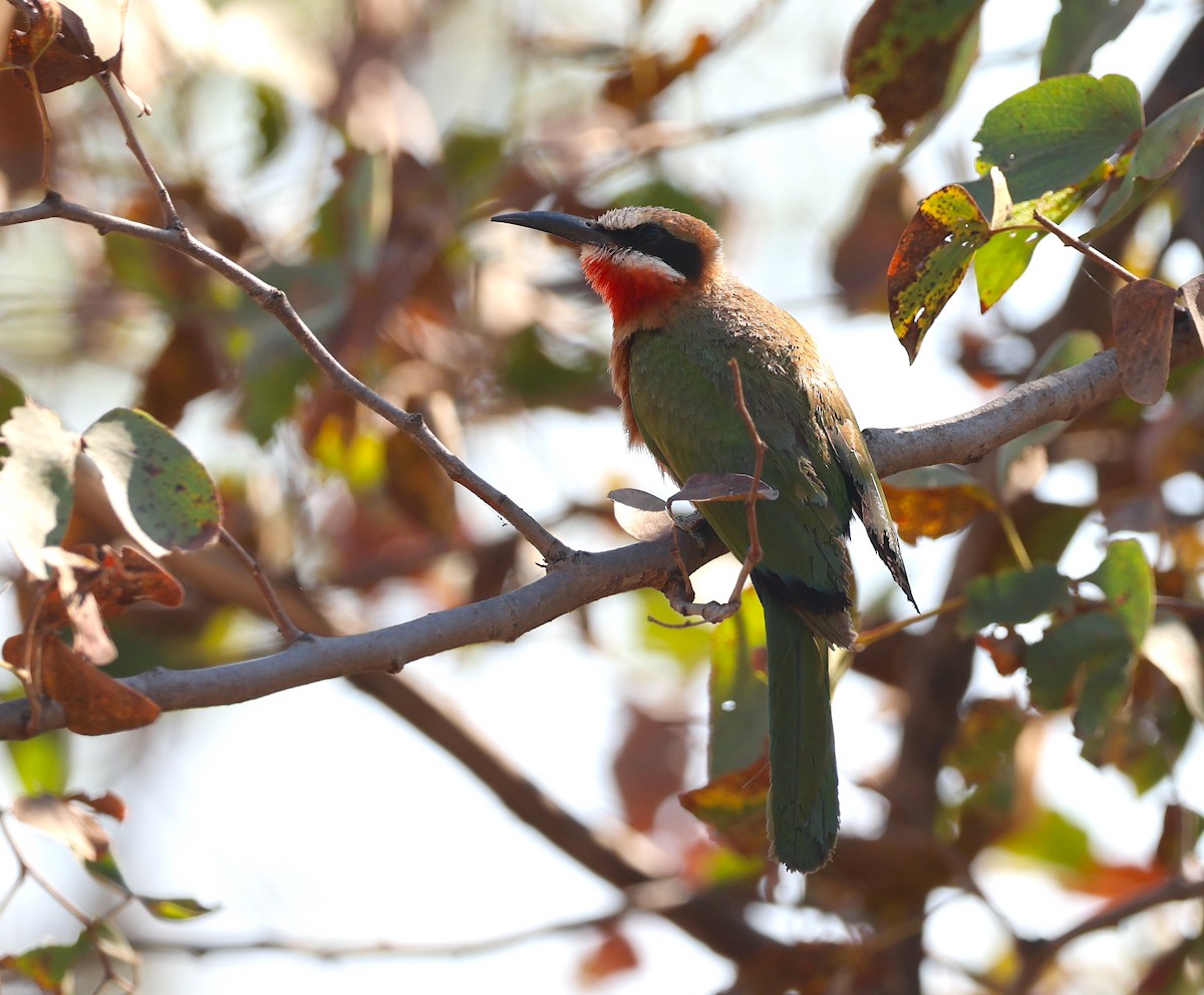 White-fronted Bee-eater - ML624581157