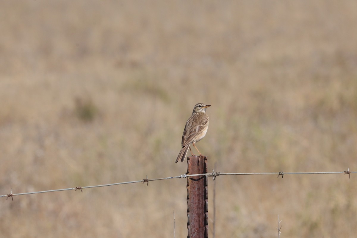 African Pipit - Dawie de Swardt