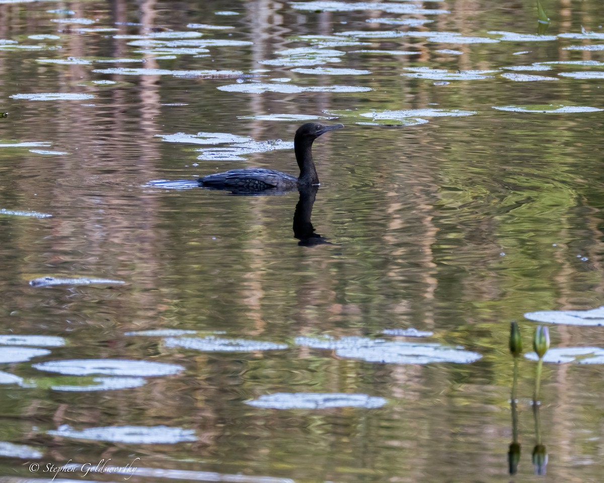 ミナミクロヒメウ - ML624581166