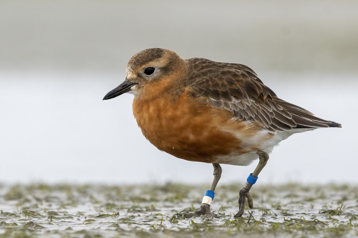 Red-breasted Dotterel (Southern) - ML624581184