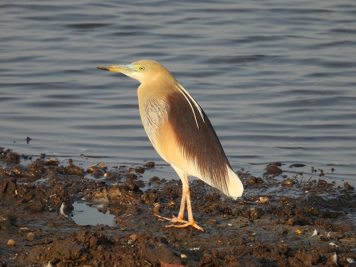 Indian Pond-Heron - ML624581192