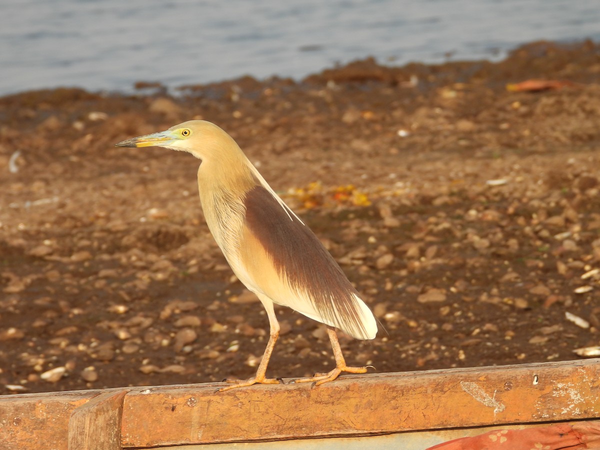 Indian Pond-Heron - ML624581193