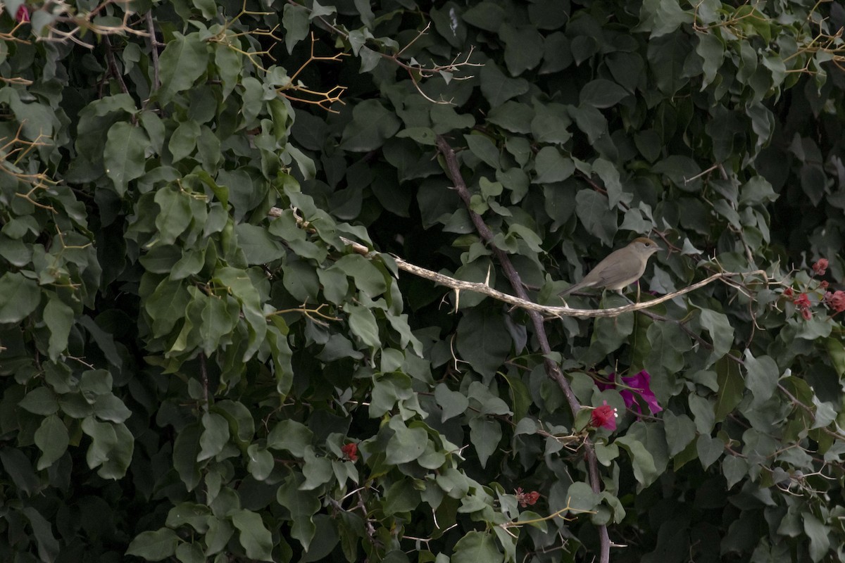 Eurasian Blackcap - Pantea Golzari