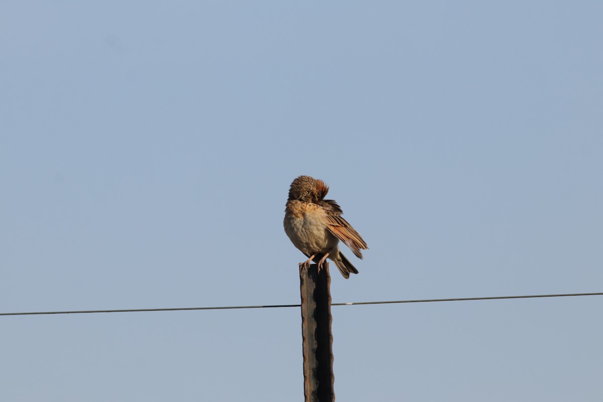 Rufous-naped Lark - Dawie de Swardt