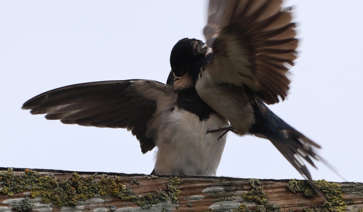 Barn Swallow - Simon Pinder