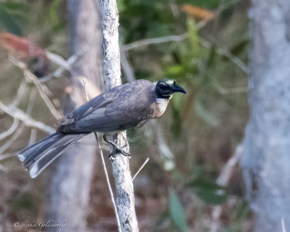 Noisy Friarbird - Stephen Goldsworthy