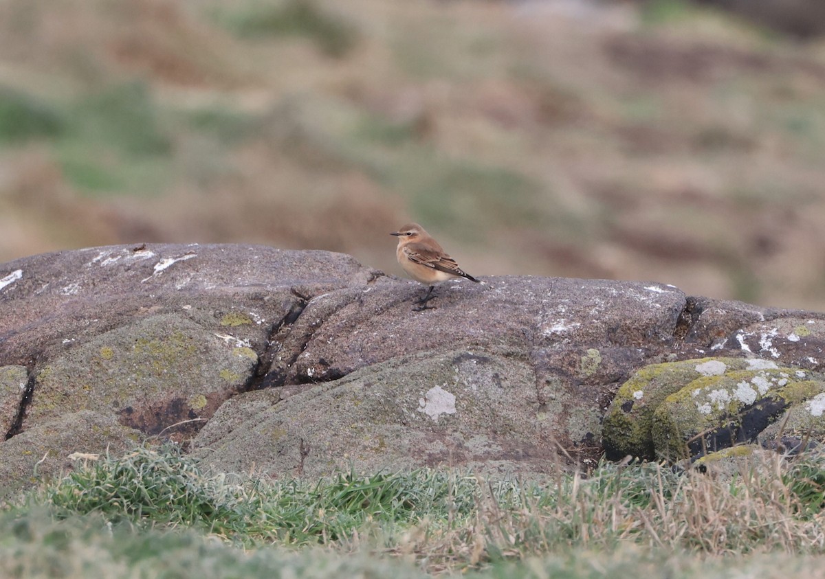 Northern Wheatear - Simon Pinder