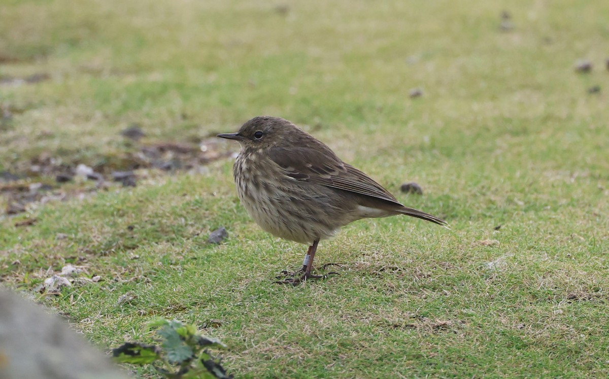 Rock Pipit - Simon Pinder