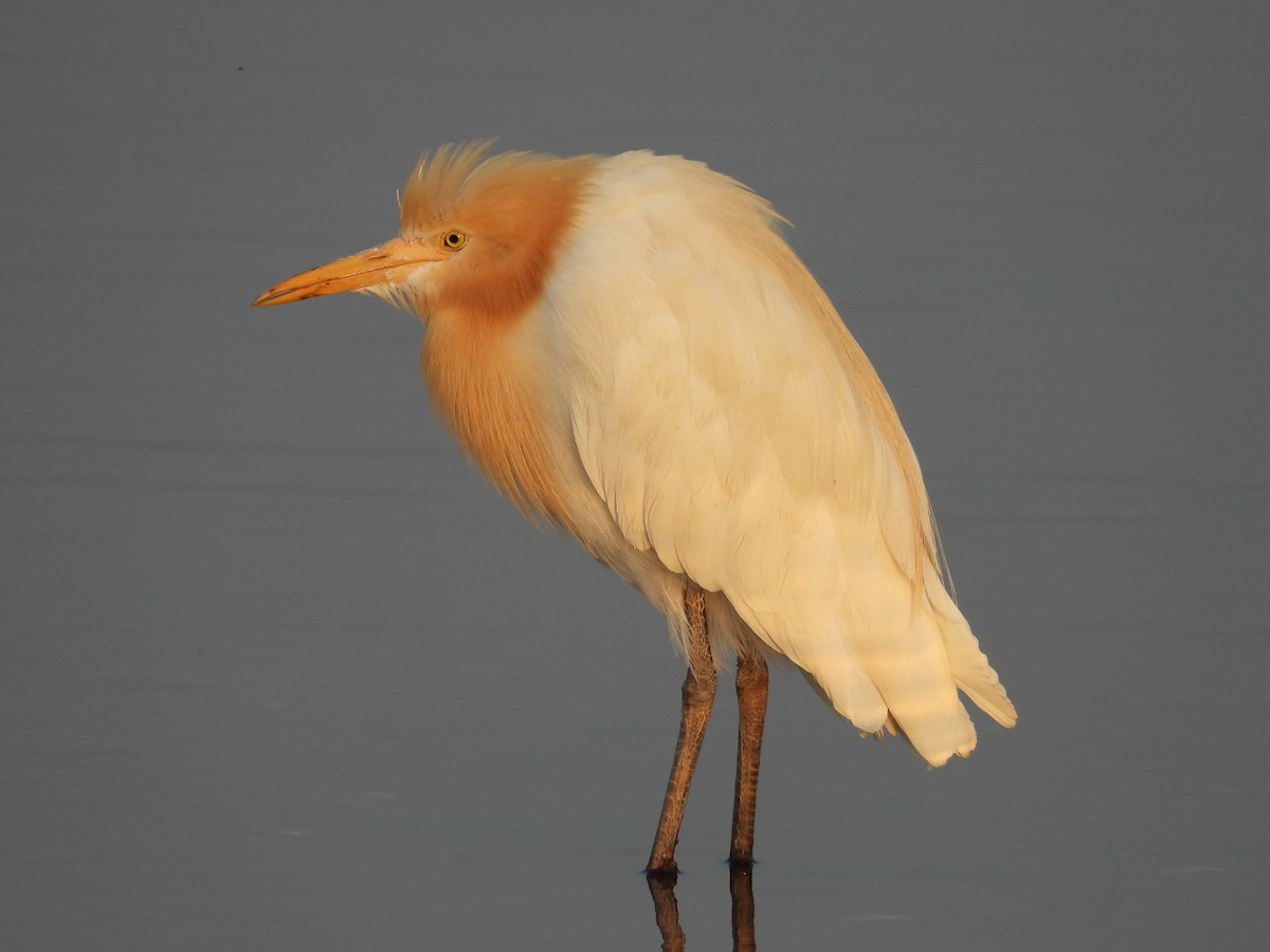 Eastern Cattle Egret - ML624581230