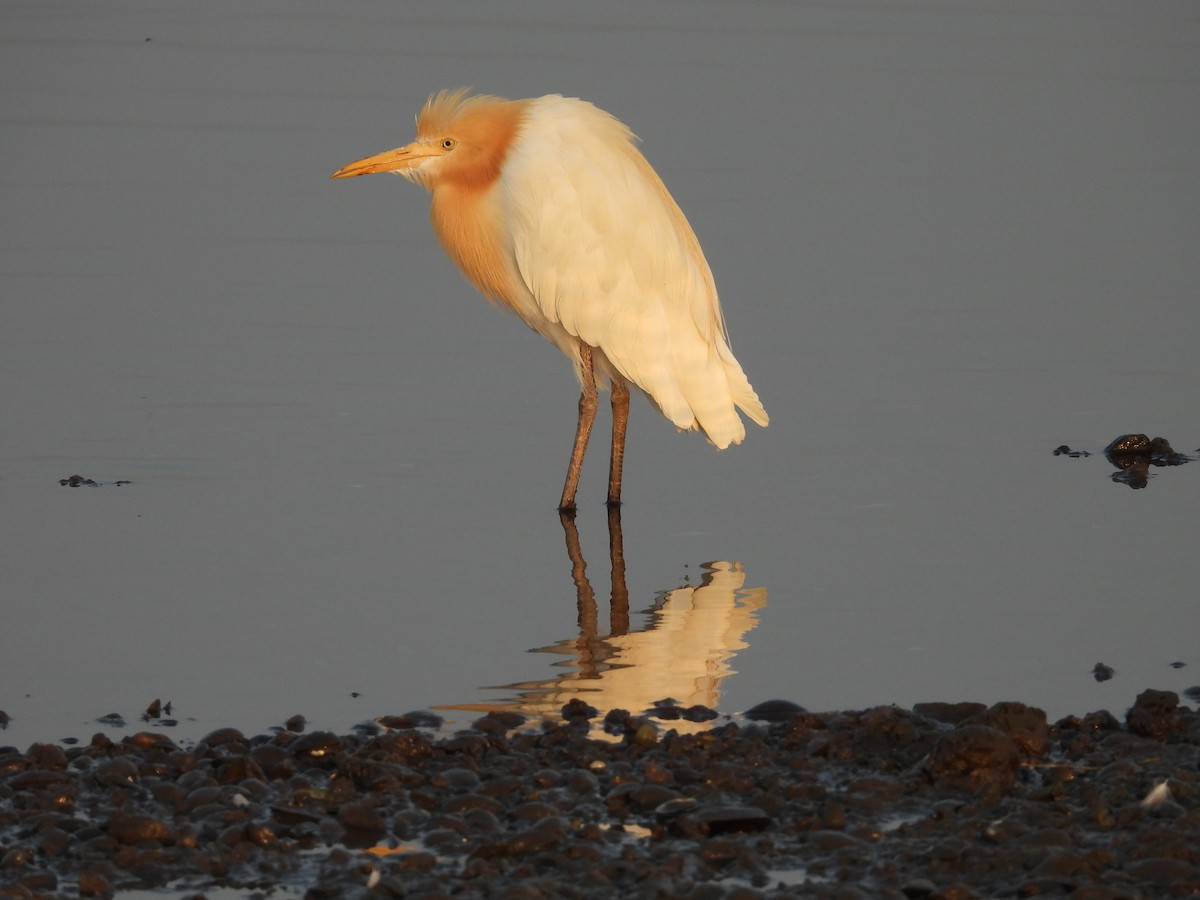 Eastern Cattle Egret - ML624581231