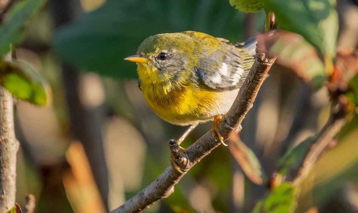 Northern Parula - Jim Carroll