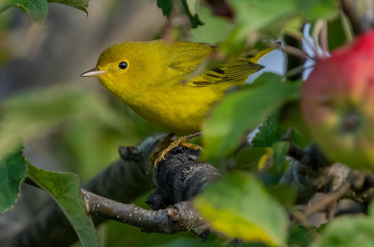 Yellow Warbler - Jim Carroll