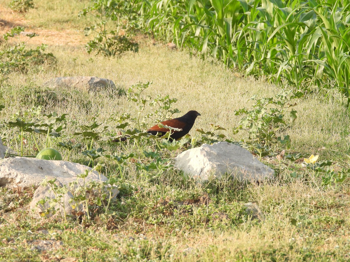 Greater Coucal - ML624581238