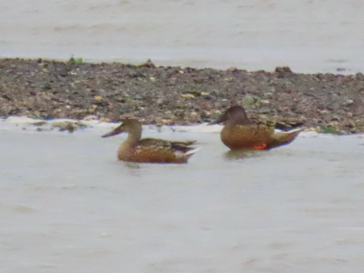 Northern Shoveler - Andrew Collins